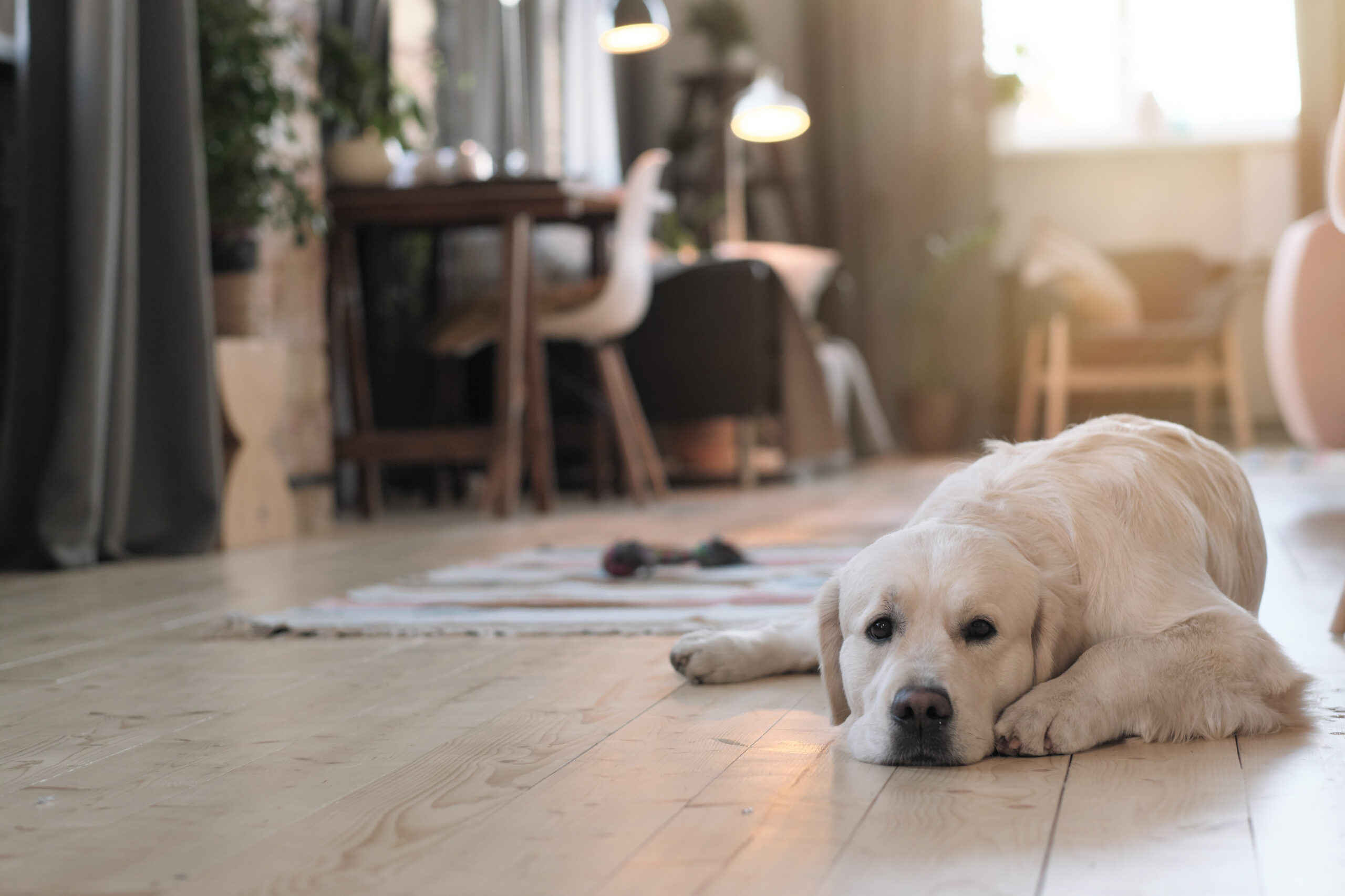 Pets in Rentals: How Tenant Pet Requests Work Under the New Rules (2026)